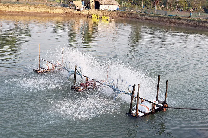Prawn Farming