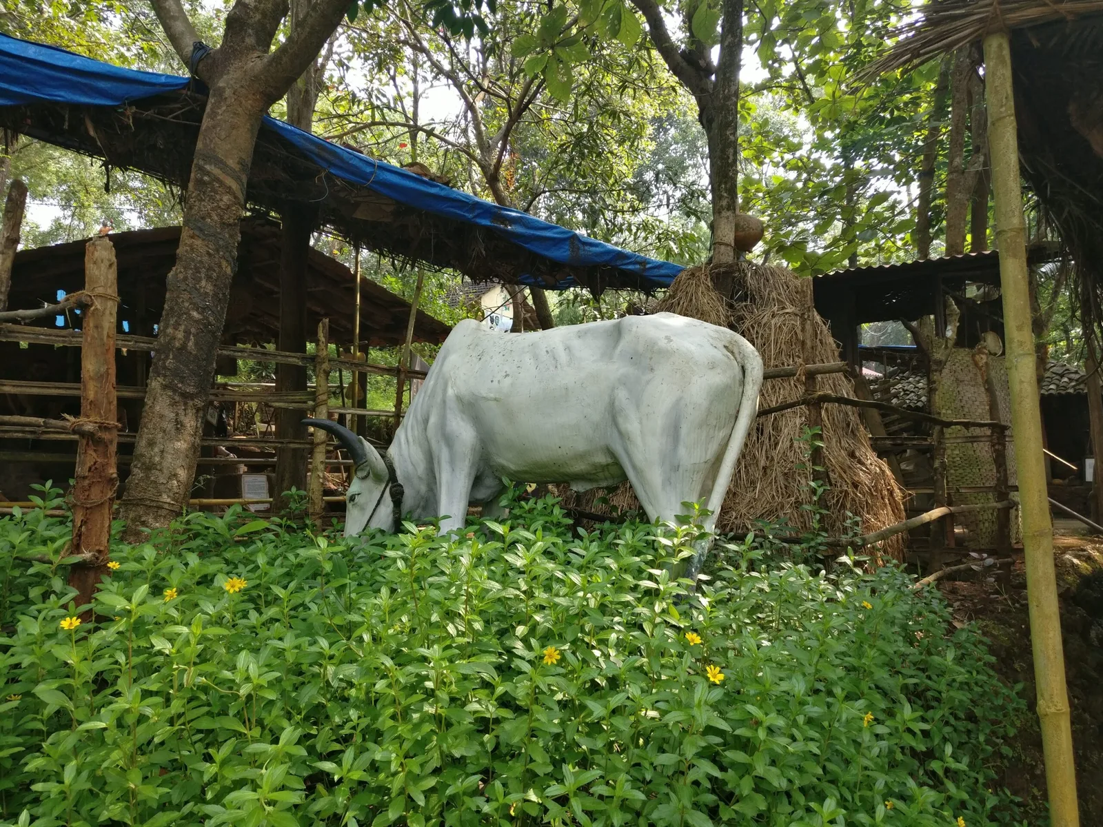 Cattle for slaughter ban