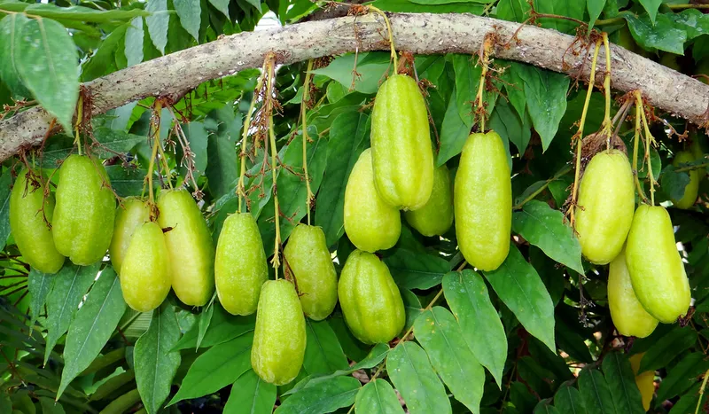 Bimbli2