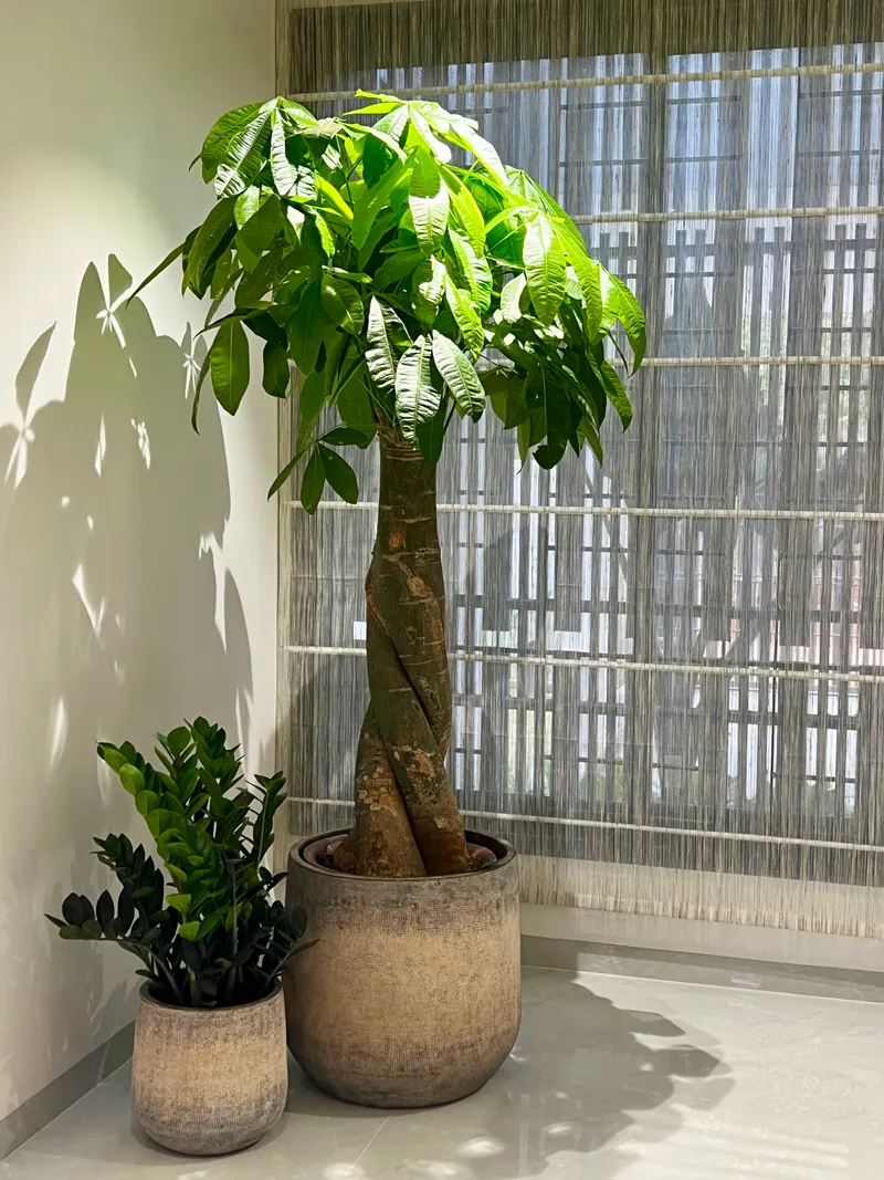 Braided Money Tree in Textured Planter by Sunlit Window