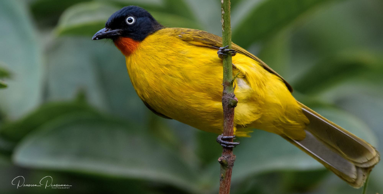 Flame-throated Bulbul by Praveen Prasanna