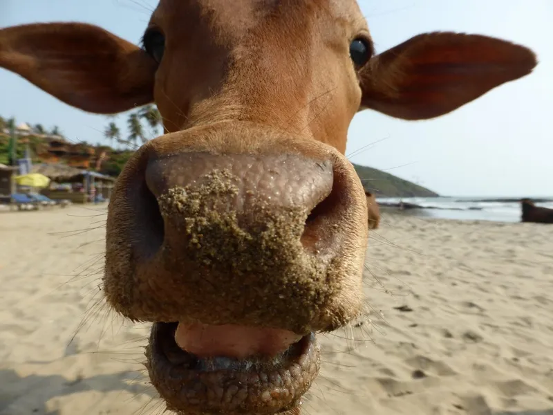 cattle
