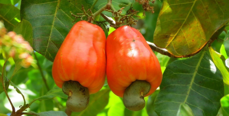 State Fruit of Goa the Cashew Apple