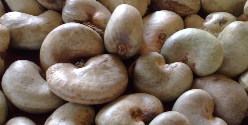State Fruit of Goa Cashew Raw