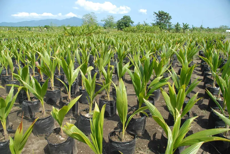coconut-farming