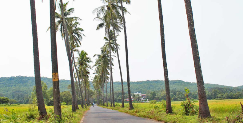 Coconut Palm is the State Heritage Tree of Goa