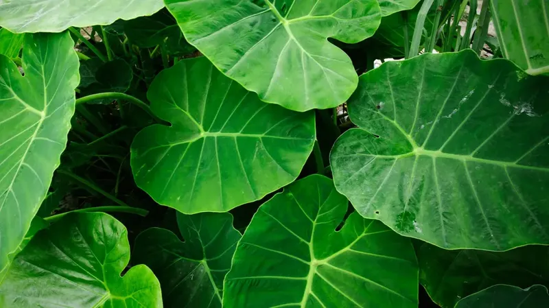 Colocasia-Taro-