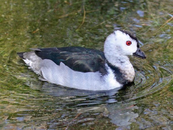 Bird watching at Batim lake