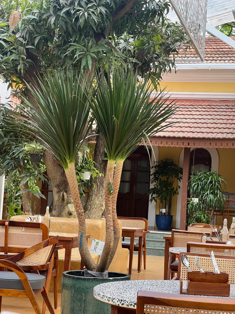 Dracaena Marginata in Glazed Planter within Courtyard Dining Space