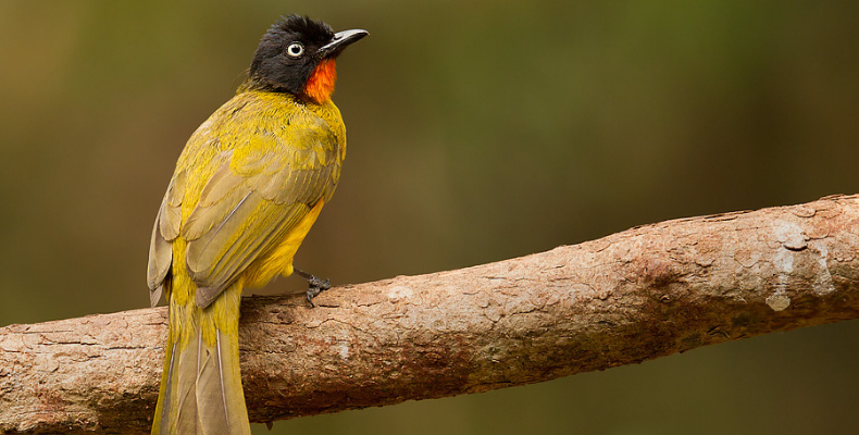 Flame-throated Bulbul the State Bird of Goa