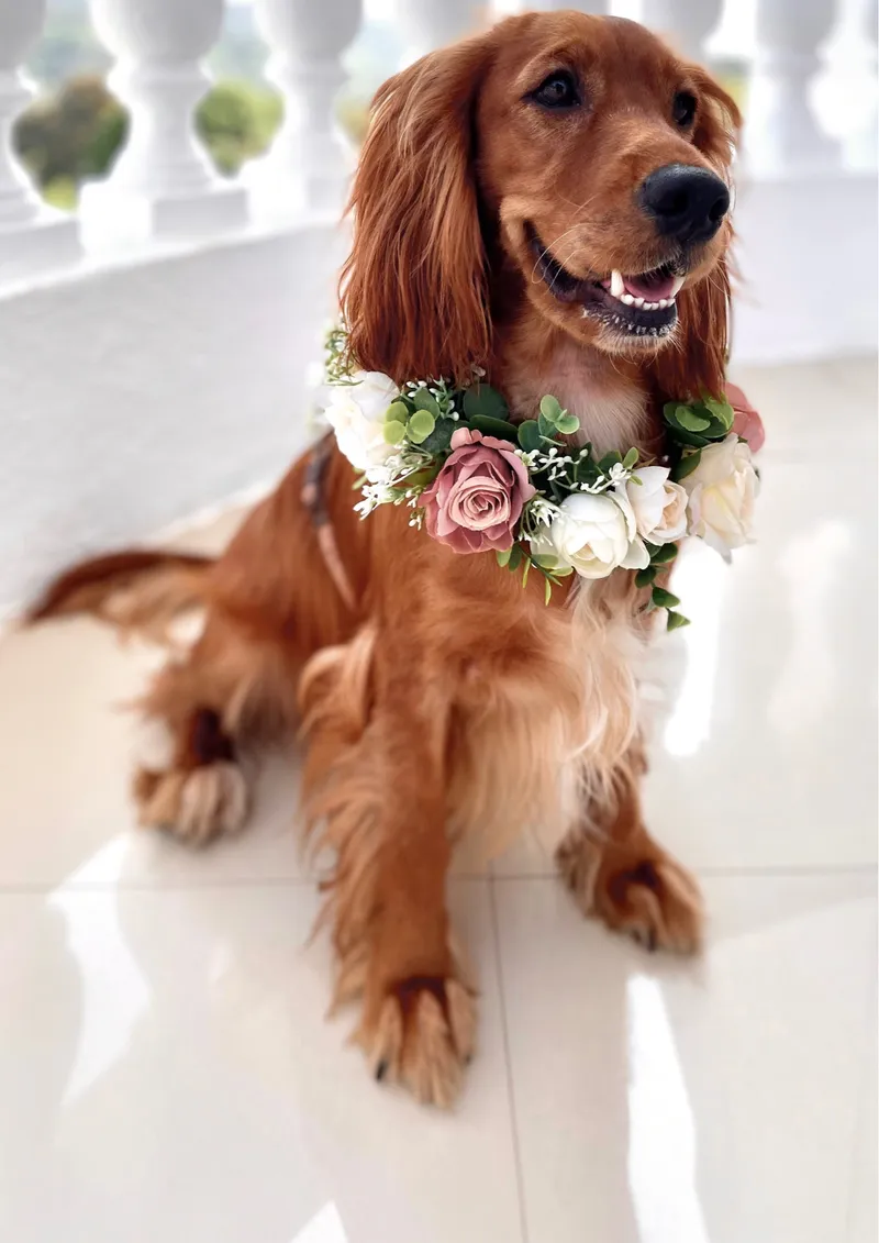 Floral Dog Collar