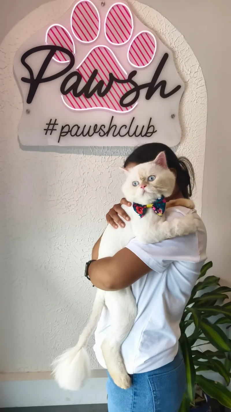 Fresh Groom for the Feline Royalty