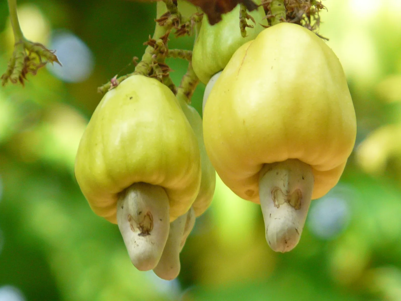 "Botto" jumbo-sized cashew
