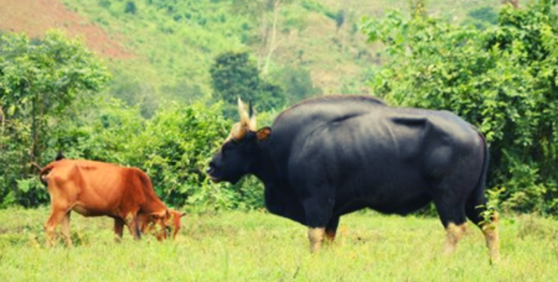 A Gaur grazing alongside a domestic cow