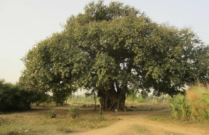 Haunted Places in Goa | Ghost Stories in Goa