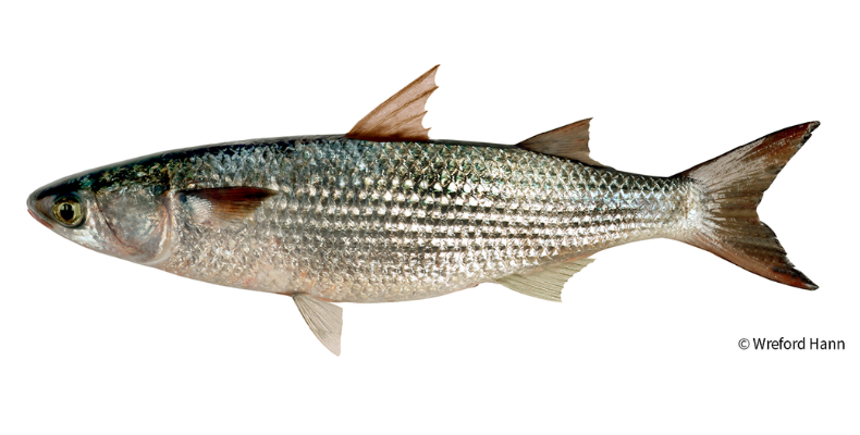 Anatomical Picture of Grey Mullet