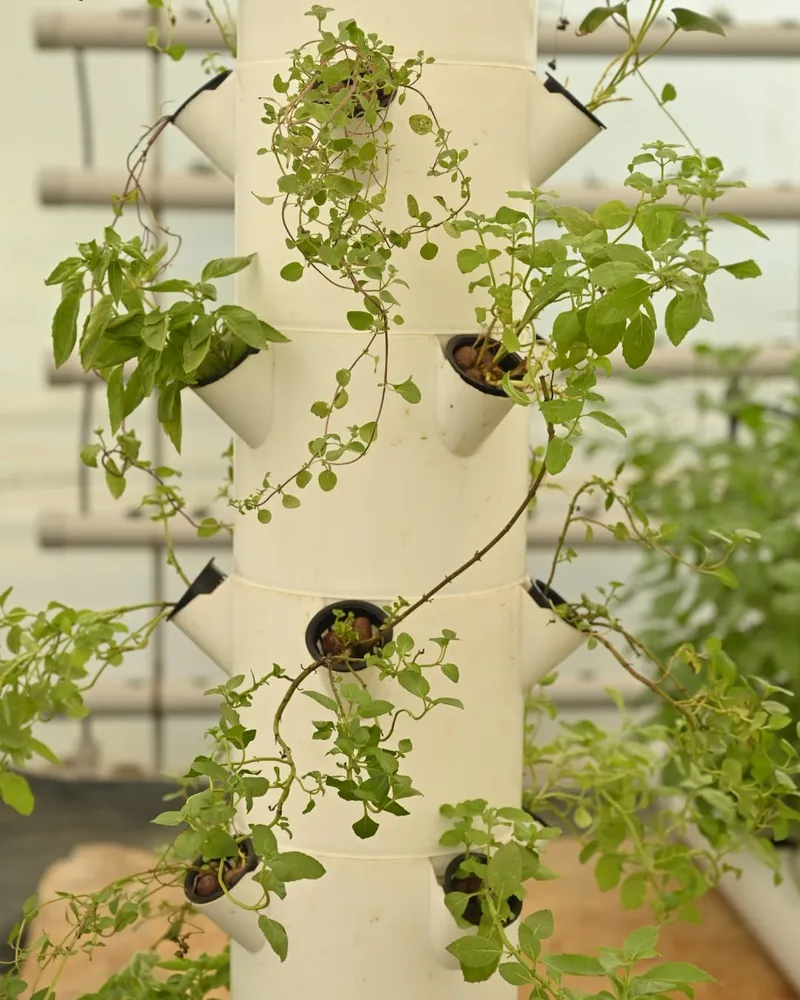 Grow towers. Grow around 200 vegetable heads in a space as small as your balcony.