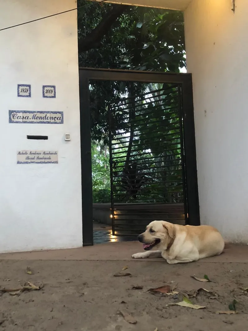 Haruki-the-lab-infront-of-the-Casa-Mendonc-gate