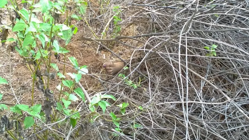 Foot found in the bushes