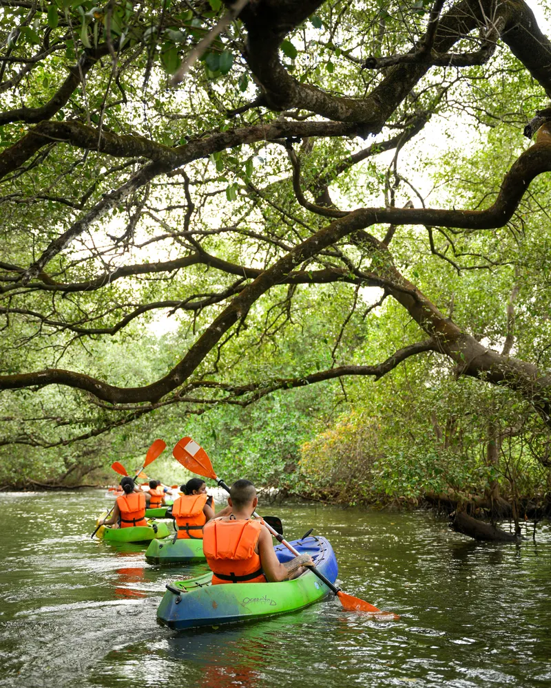 Mangrove Kayaking at Chaporra. Hosted by OneBoard with Local Goa Kayaking