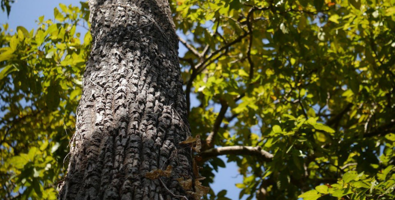 State Tree of Goa The Matti Tree or Indian Laurel