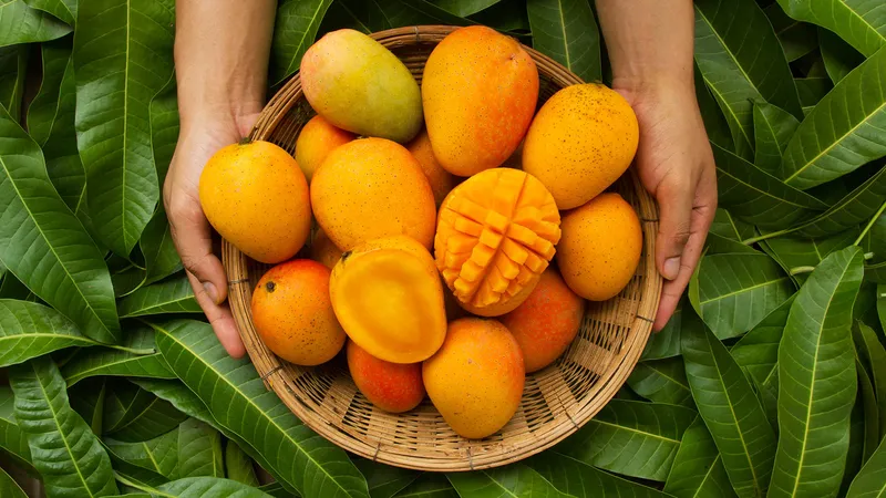 Fernandin Mango
