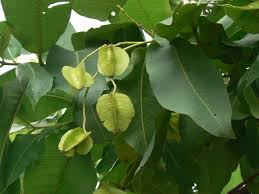 state tree of goa