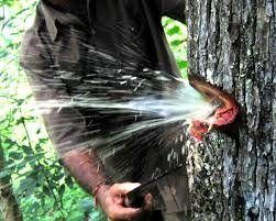 State tree of goa