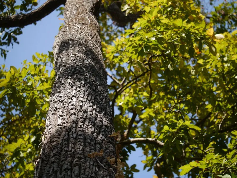 state tree of goa