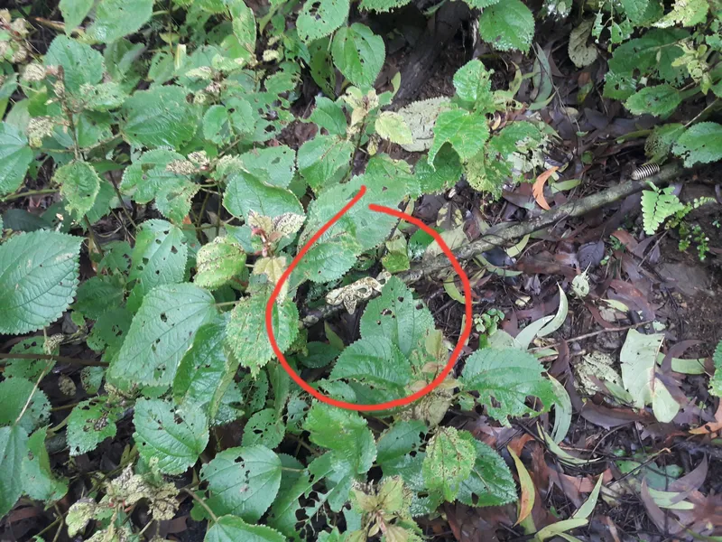 Pitt Viper hibernating 2