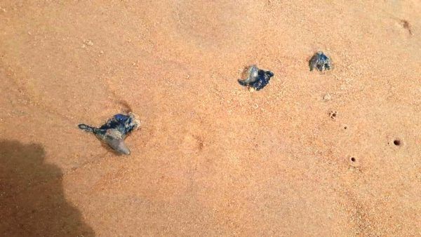 Bluebottle jellyfish