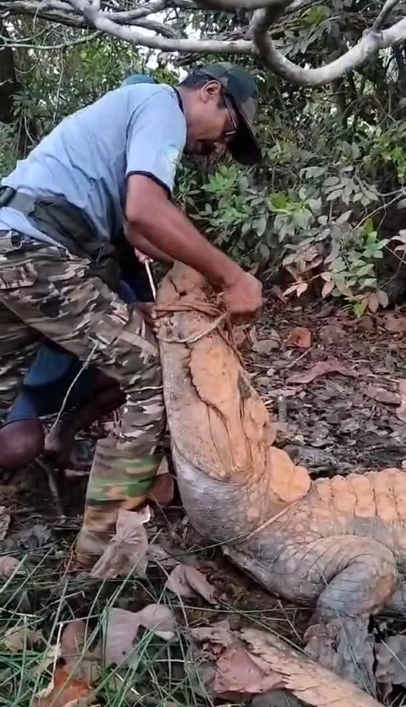 Rescued a Marsh Crocodile in Poira, Mayem, Bicholim-Goa