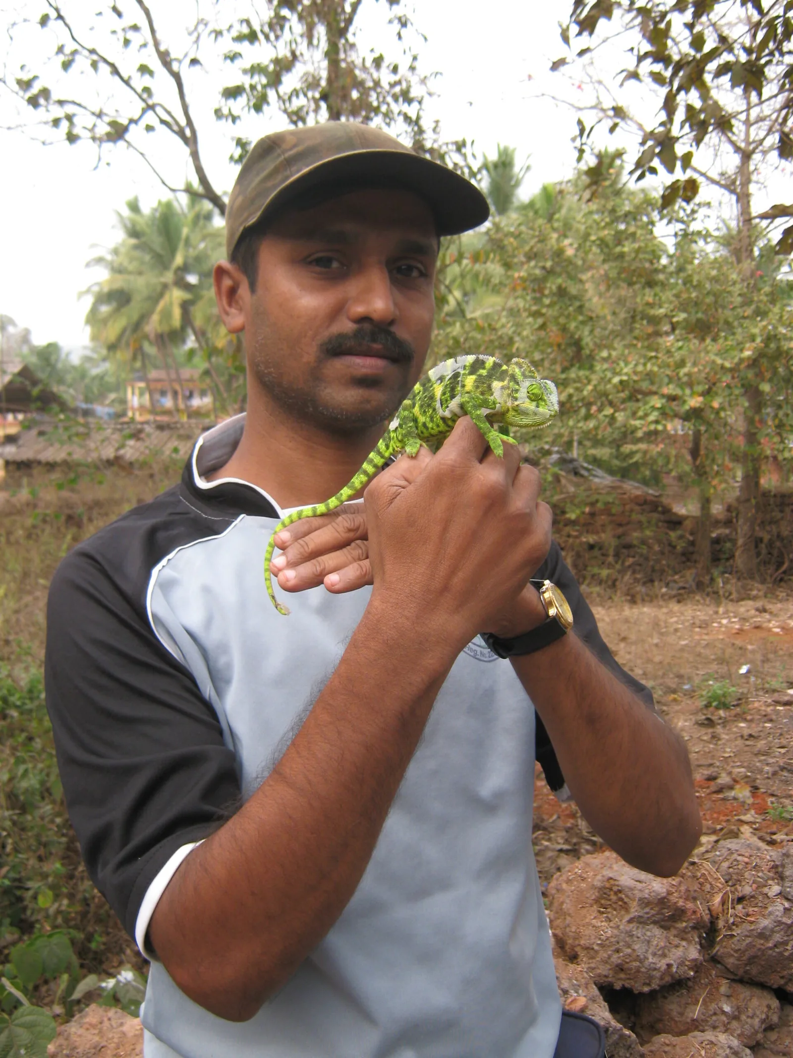 Rescued a chameleon lizard inside a transport vehicle at Maulinguem in Bicholim-Goa.