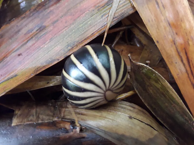 Swapnagandha Pill Millipede