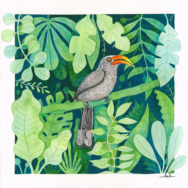 The Mollem Series The Malabar Grey Horbill