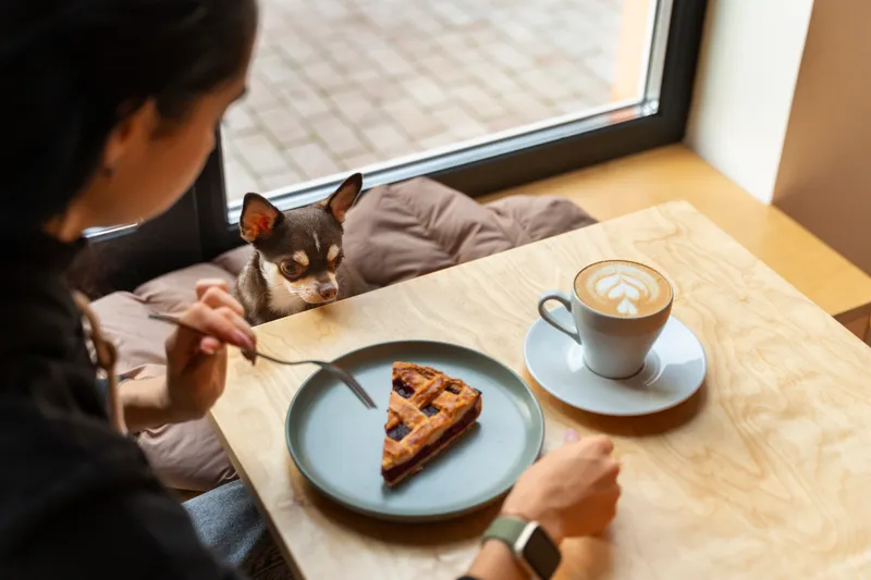 pet-friendly