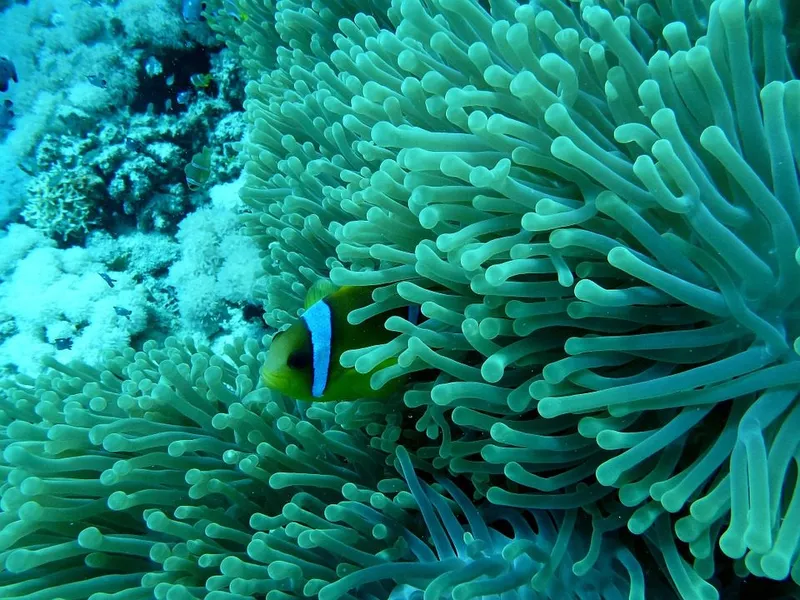 anemone-fish-813027_960_720