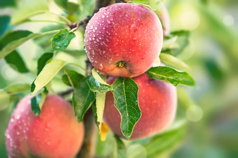 apple-tree