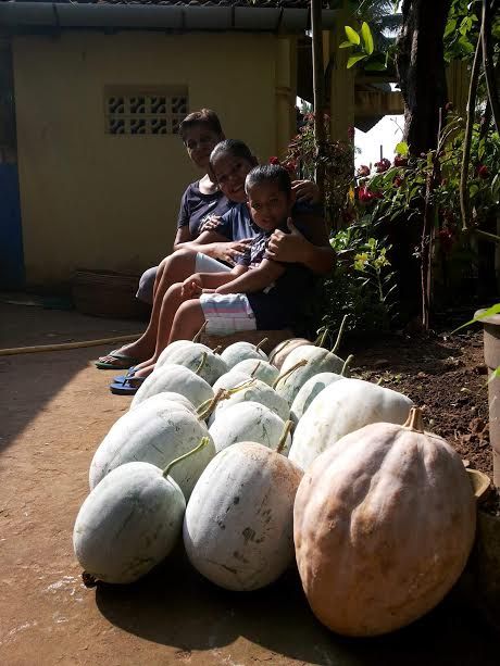 ash gourd