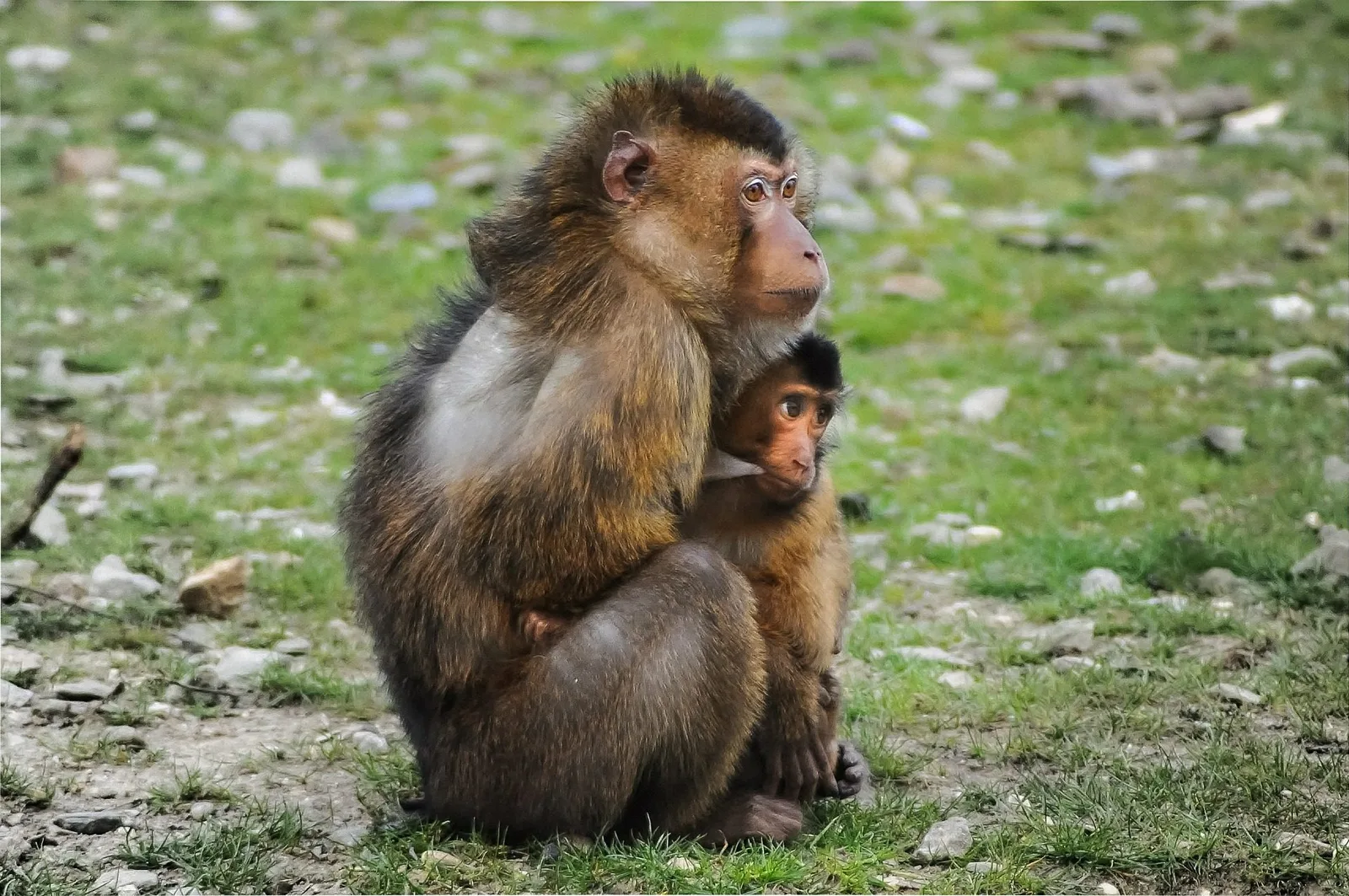 barbary-ape-384632_1920