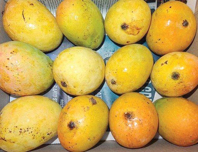 Mangoes of Goa- Mango