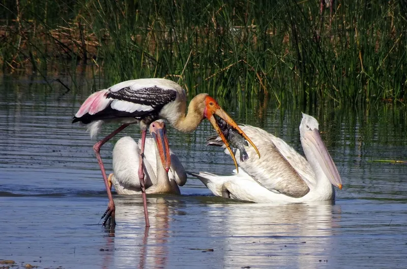 Bird Festival