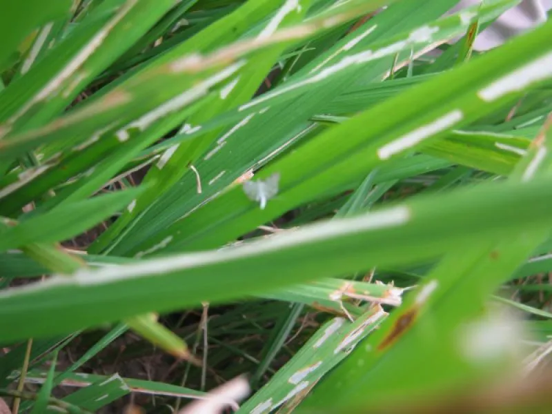 caseworm-paddy-symptoms