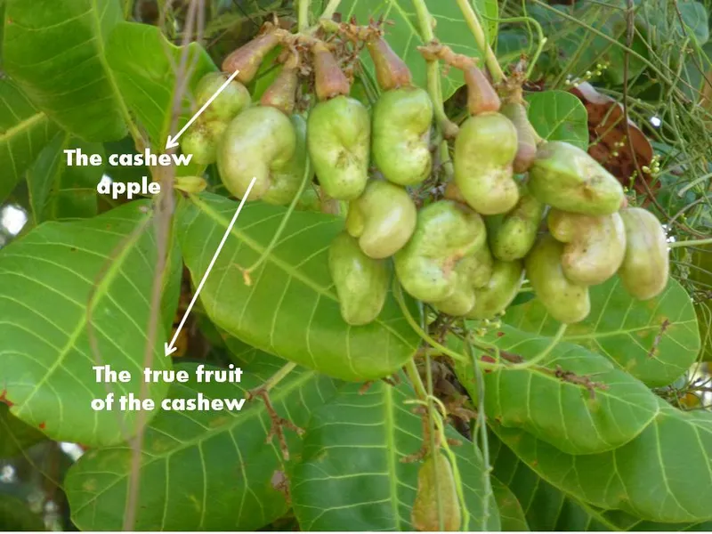 cashew