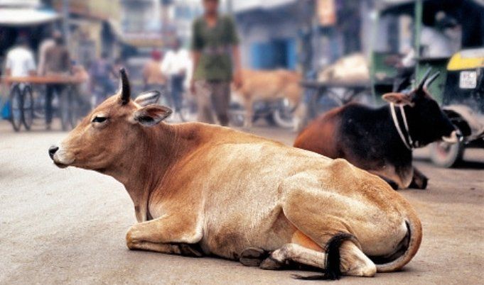 cattle-on-road