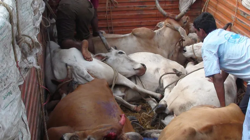 ban on sale of cattle for slaughter to be lifted