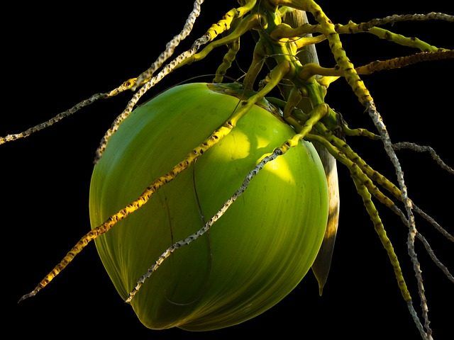 coconut-238933_640