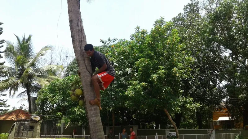 coconut climber1IMG-20170808-WA0024