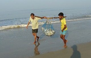 fish-752813_640