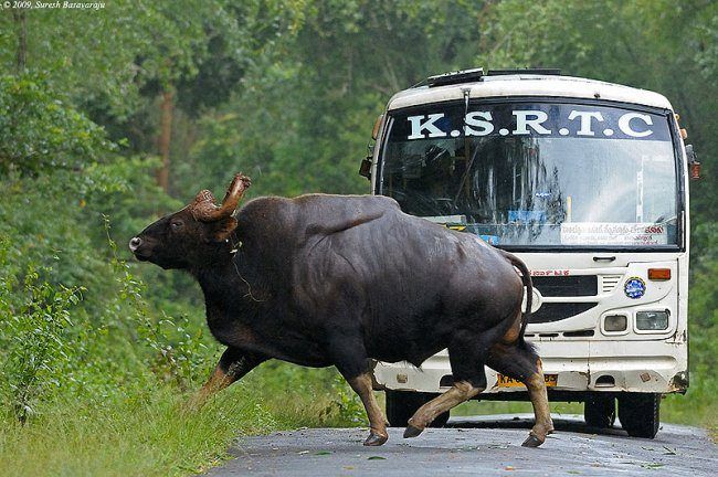 gaur